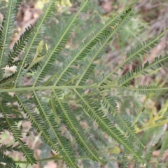 Acacia mearnsii at Cook, ACT - 6 Dec 2021 08:31 AM