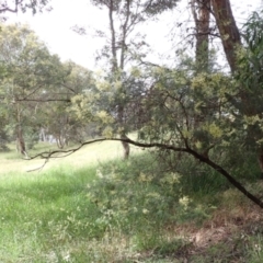 Acacia mearnsii at Cook, ACT - 6 Dec 2021 08:31 AM