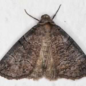 Dysbatus undescribed species at Melba, ACT - 27 Sep 2021