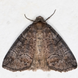 Dysbatus undescribed species at Melba, ACT - 27 Sep 2021