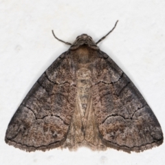 Dysbatus undescribed species at Melba, ACT - 27 Sep 2021