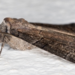 Dysbatus undescribed species at Melba, ACT - 27 Sep 2021 11:45 PM