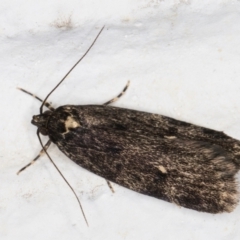 Barea codrella (A concealer moth) at Melba, ACT - 27 Sep 2021 by kasiaaus