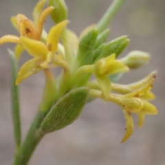 Pimelea curviflora (Curved Rice-flower) at Cook, ACT - 6 Dec 2021 by drakes