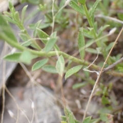 Pimelea curviflora at Cook, ACT - 6 Dec 2021 07:58 AM