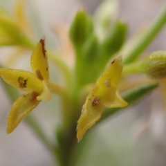 Pimelea curviflora at Cook, ACT - 6 Dec 2021 07:58 AM