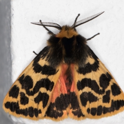 Ardices curvata (Crimson Tiger Moth) at Melba, ACT - 28 Sep 2021 by kasiaaus