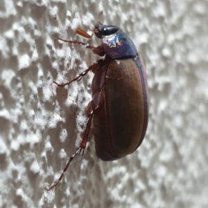 Sericesthis geminata at Turner, ACT - 6 Dec 2021 10:49 PM