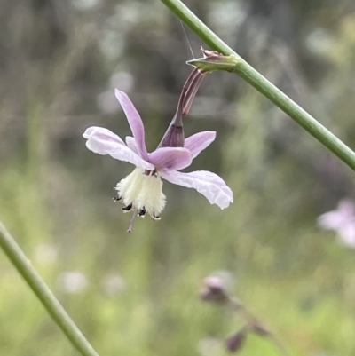 Arthropodium milleflorum (Vanilla Lily) at Namadgi National Park - 6 Dec 2021 by JaneR
