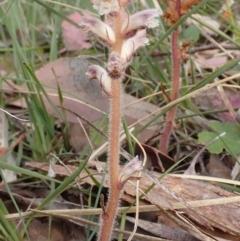 Orobanche minor (Broomrape) at Aranda Bushland - 5 Dec 2021 by drakes