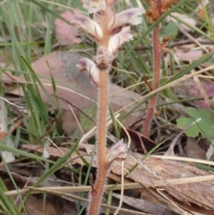 Orobanche minor (Broomrape) at Cook, ACT - 5 Dec 2021 by drakes