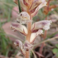 Orobanche minor at Cook, ACT - 6 Dec 2021