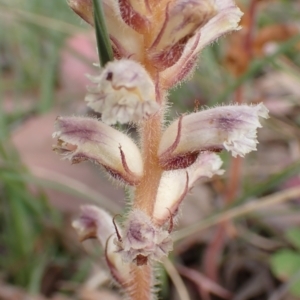 Orobanche minor at Cook, ACT - 6 Dec 2021