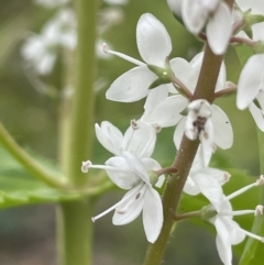 Veronica derwentiana subsp. derwentiana (Derwent Speedwell) at Namadgi National Park - 6 Dec 2021 by JaneR