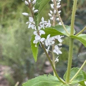 Veronica derwentiana subsp. derwentiana at Rendezvous Creek, ACT - 6 Dec 2021