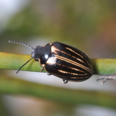 Pictacara crassa (Marsh beetle) at Namadgi National Park - 23 Nov 2021 by Harrisi