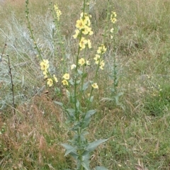 Verbascum virgatum (Green Mullein) at Cook, ACT - 6 Dec 2021 by drakes