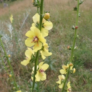 Verbascum virgatum at Cook, ACT - 6 Dec 2021 07:50 AM