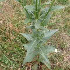 Verbascum virgatum at Cook, ACT - 6 Dec 2021