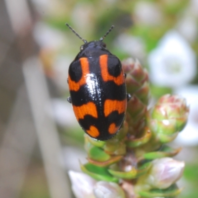 Pictacara crassa (Marsh beetle) at Cotter River, ACT - 23 Nov 2021 by Harrisi