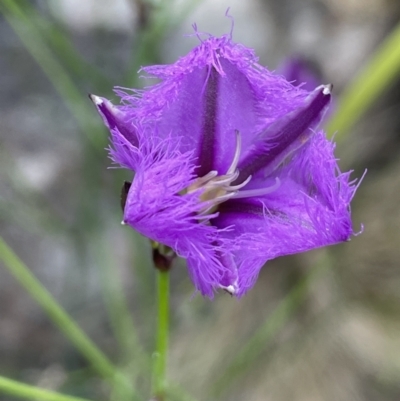 Thysanotus tuberosus (Common Fringe-lily) at Rendezvous Creek, ACT - 6 Dec 2021 by JaneR