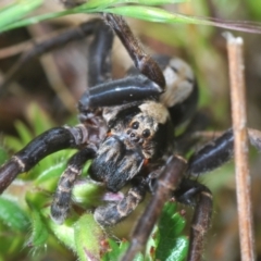 Artoria sp. (genus) (Unidentified Artoria wolf spider) at Namadgi National Park - 23 Nov 2021 by Harrisi