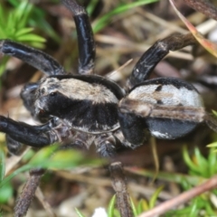 Artoria sp. (genus) at Cotter River, ACT - 23 Nov 2021