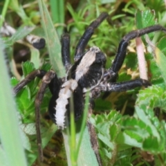 Artoria sp. (genus) at Cotter River, ACT - 23 Nov 2021