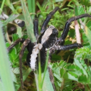 Artoria sp. (genus) at Cotter River, ACT - 23 Nov 2021 03:48 PM