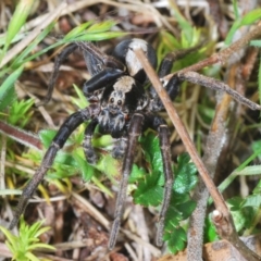 Artoria sp. (genus) at Cotter River, ACT - 23 Nov 2021 03:48 PM