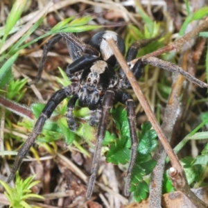 Artoria sp. (genus) at Cotter River, ACT - 23 Nov 2021