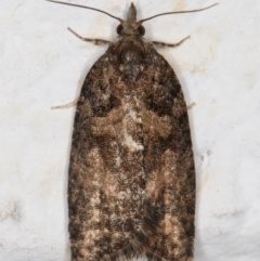 Thrincophora impletana (a Tortrix moth) at Melba, ACT - 27 Sep 2021 by kasiaaus