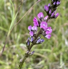 Cullen microcephalum (Dusky Scurf-pea) at Namadgi National Park - 6 Dec 2021 by JaneR