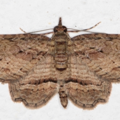 Chloroclystis filata (Filata Moth, Australian Pug Moth) at Melba, ACT - 27 Sep 2021 by kasiaaus