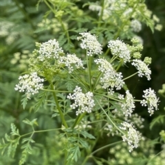 Conium maculatum (Hemlock) at Namadgi National Park - 6 Dec 2021 by JaneR