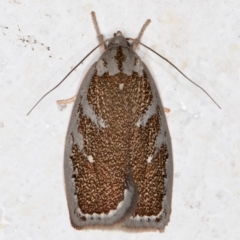 Euchaetis rhizobola (A Concealer moth) at Melba, ACT - 28 Sep 2021 by kasiaaus