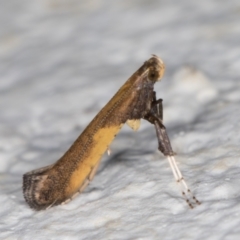 Caloptilia azaleella (Azalea Leafminer) at Melba, ACT - 28 Sep 2021 by kasiaaus