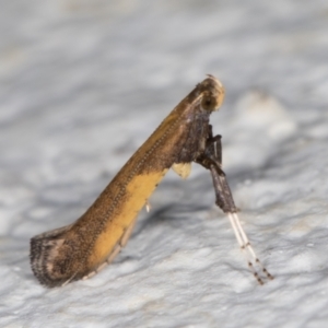 Caloptilia azaleella at Melba, ACT - 28 Sep 2021