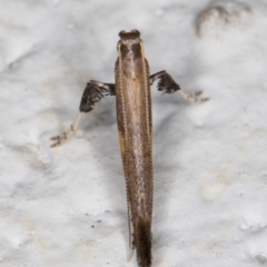 Caloptilia azaleella at Melba, ACT - 28 Sep 2021