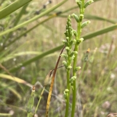 Microtis sp. (Onion Orchid) at Namadgi National Park - 6 Dec 2021 by JaneR