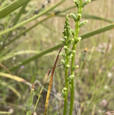 Microtis sp. (Onion Orchid) at Namadgi National Park - 6 Dec 2021 by JaneR
