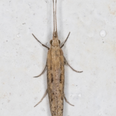 Plutella (genus) (Plutella Moths) at Melba, ACT - 28 Sep 2021 by kasiaaus