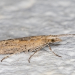 Plutella (genus) at Melba, ACT - 28 Sep 2021