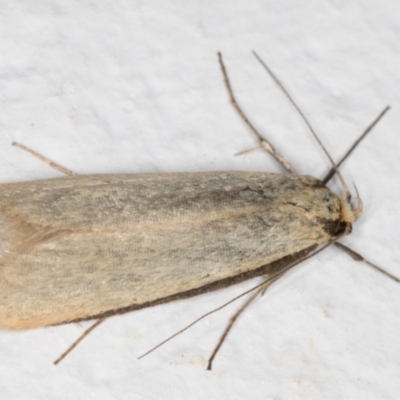 Philobota productella (Pasture Tunnel Moth) at Melba, ACT - 28 Sep 2021 by kasiaaus