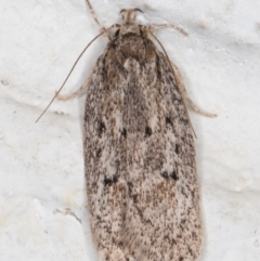 Chezala privatella (A Concealer moth) at Melba, ACT - 28 Sep 2021 by kasiaaus