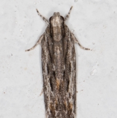 Ardozyga undescribed species nr amblopis (A Gelechioid moth) at Melba, ACT - 28 Sep 2021 by kasiaaus
