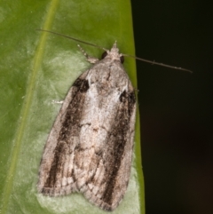 Etanna clopaea (A Noctuid moth (family Nolidae)) at Melba, ACT - 29 Sep 2021 by kasiaaus