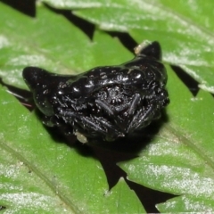 Acari (informal subclass) (Unidentified mite) at ANBG - 5 Dec 2021 by TimL