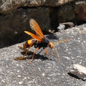 Cryptocheilus sp. (genus) at Acton, ACT - 3 Dec 2021 11:31 AM