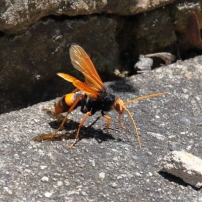Cryptocheilus sp. (genus) (Spider wasp) at Acton, ACT - 3 Dec 2021 by TimL